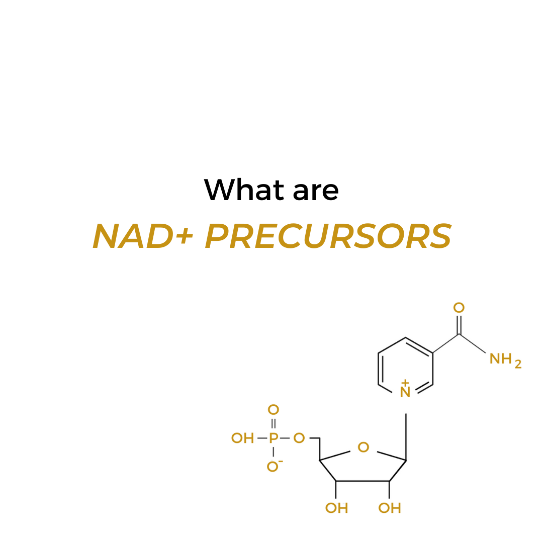 What are NAD Precursors?