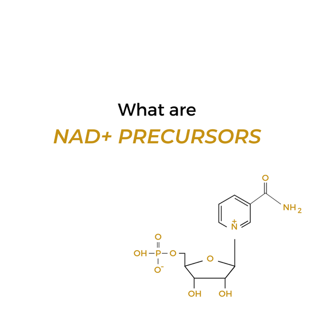 What are NAD Precursors?