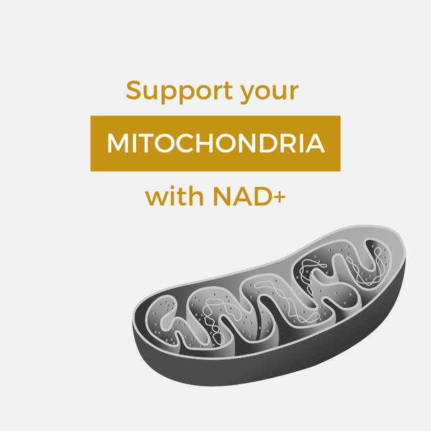 Support your mitochondria with NAD+