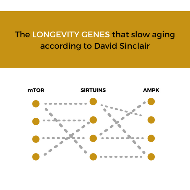 The longevity genes that slow aging according to David Sinclair