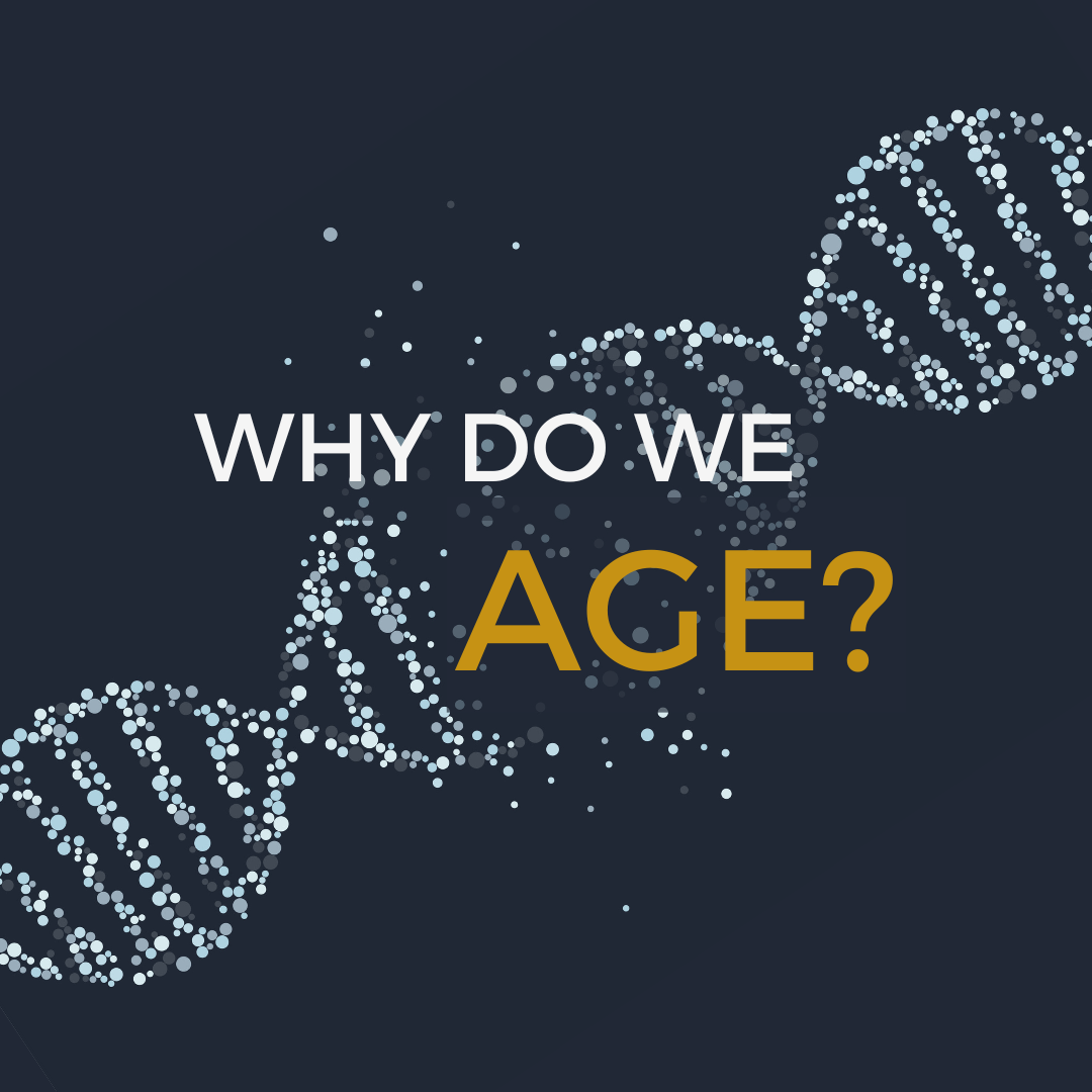 Why do we age? – Nuchido US