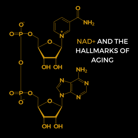 NAD+ and the Hallmarks of Aging