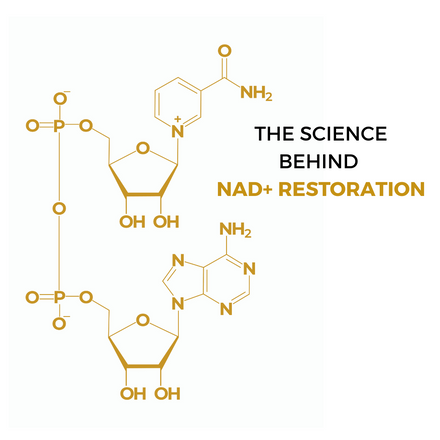 The science behind NAD+ restoration