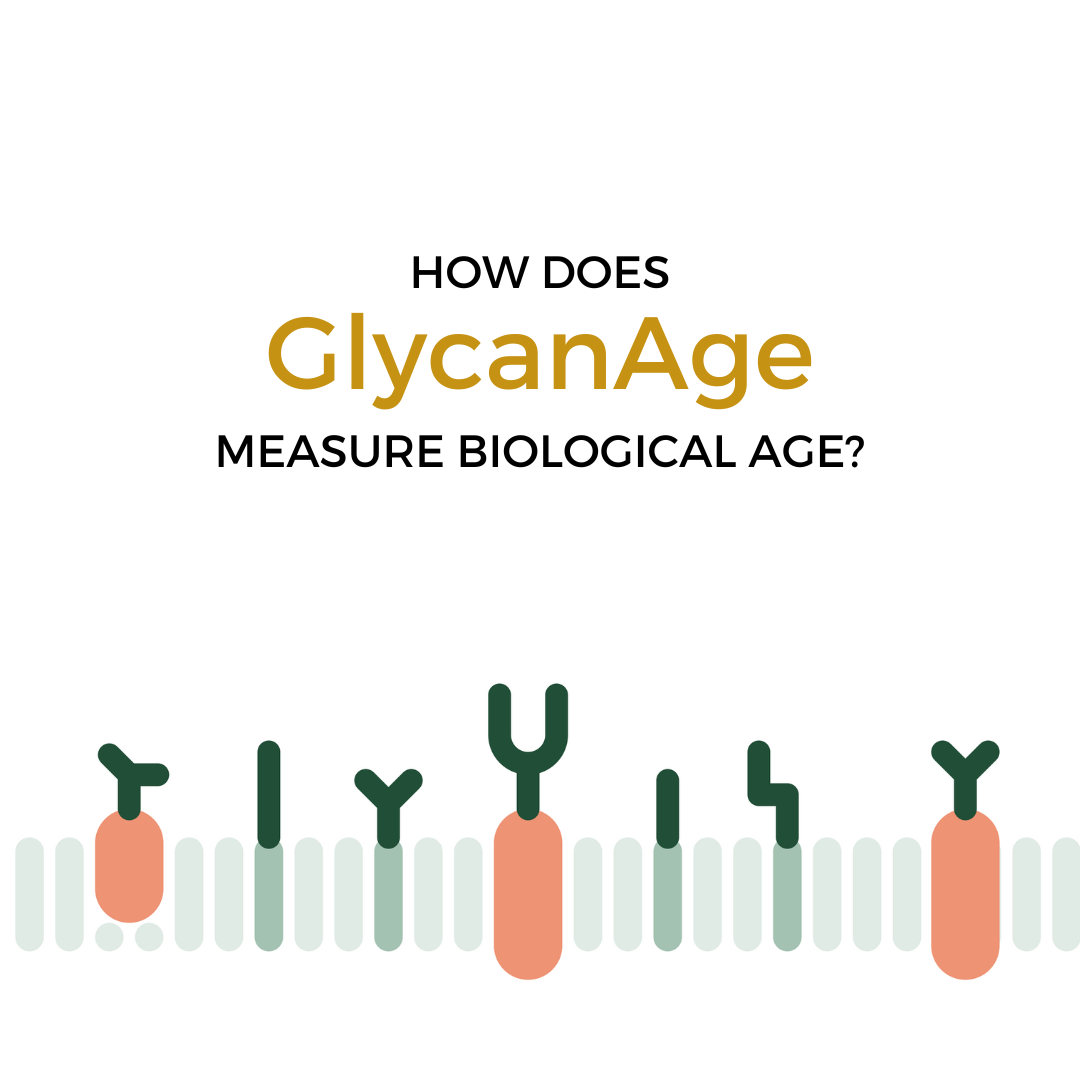 How Does GlycanAge Measure Biological Age?