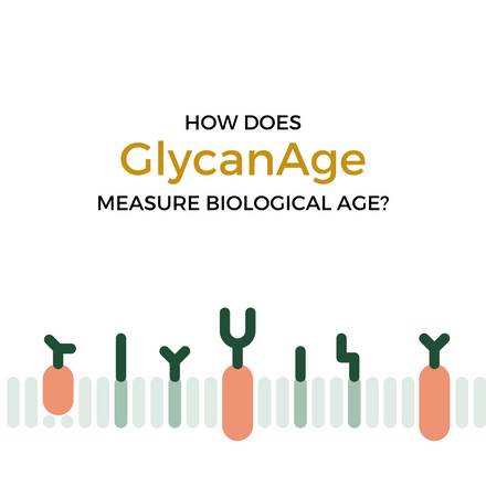 How does GlycanAge measure biological age?